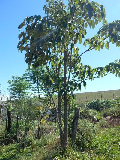 Handroanthus albus, photographed by Edson Luis Fabro Gasperin
