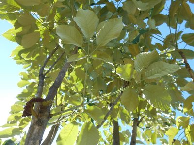 Handroanthus albus, photographed by Edson Luis Fabro Gasperin