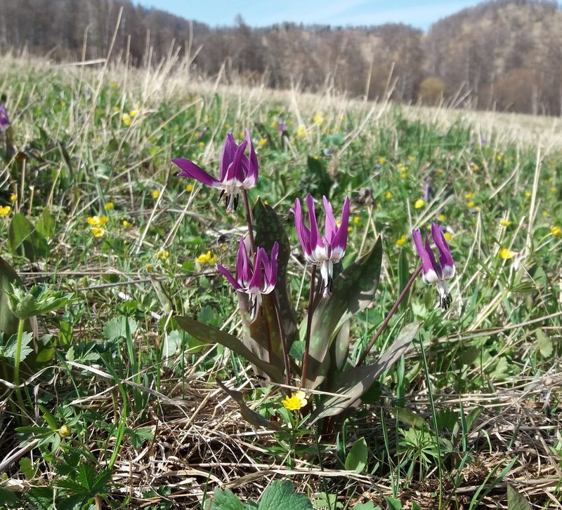 Erythronium sulevii, photographed by Nina Filippova