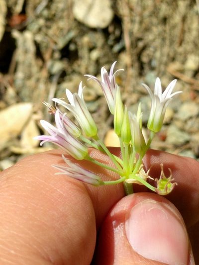 Allium bolanderi, photographed by Ken-ichi Ueda