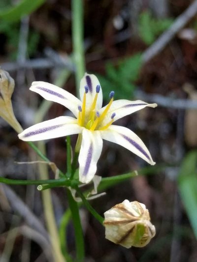 Triteleia hendersonii, photographed by Ken-ichi Ueda
