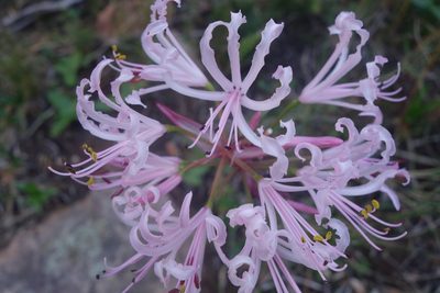 Nerine humilis, photographed by Tammy