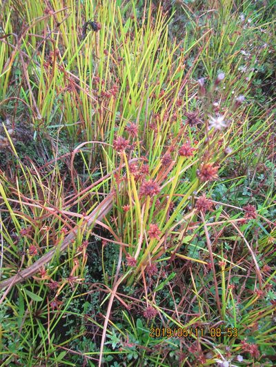 Isolepis distigmatosa, photographed by Arnim Littek