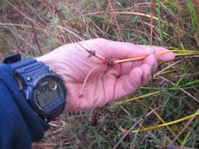 Isolepis distigmatosa, photographed by Arnim Littek