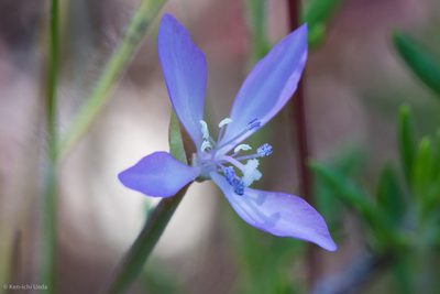 Clarkia modesta, photographed by Ken-ichi Ueda