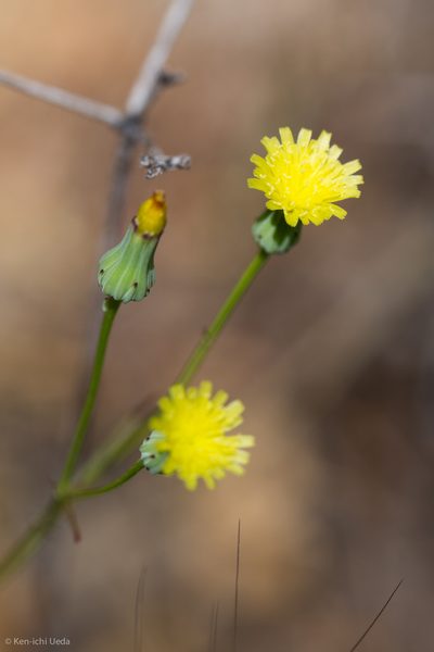 Malacothrix clevelandii, photographed by Ken-ichi Ueda