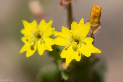 Camissoniopsis hirtella, photographed by Ken-ichi Ueda