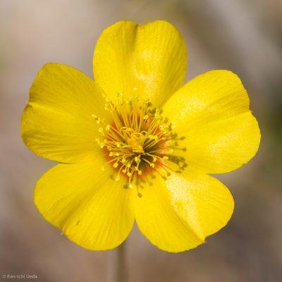 Mentzelia gracilenta, photographed by Ken-ichi Ueda
