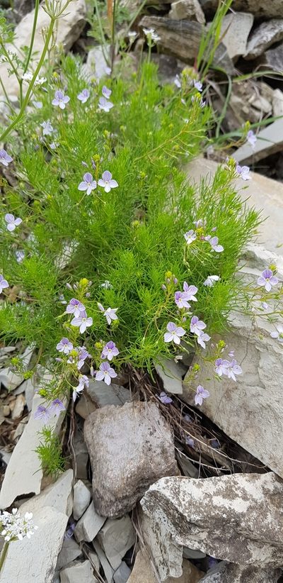 Veronica filifolia, photographed by Татьяна Прозорова