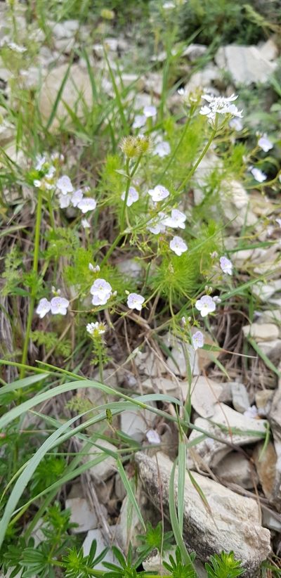 Veronica filifolia, photographed by Татьяна Прозорова