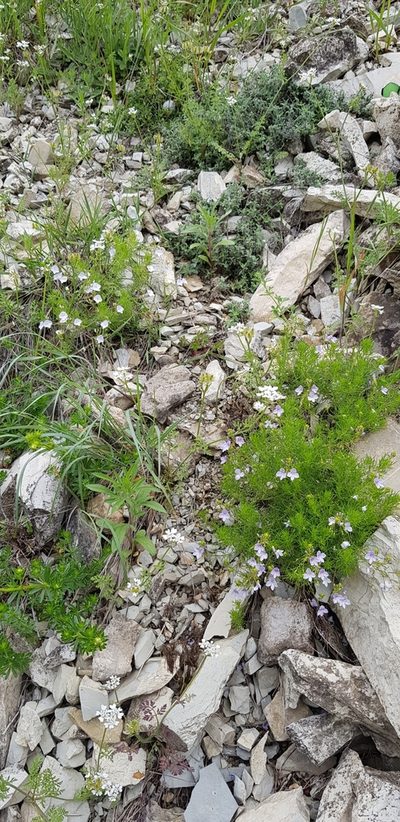 Veronica filifolia, photographed by Татьяна Прозорова