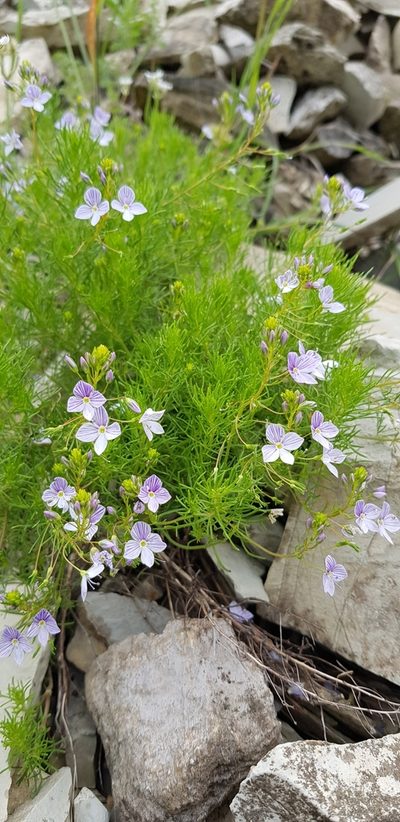 Veronica filifolia, photographed by Татьяна Прозорова