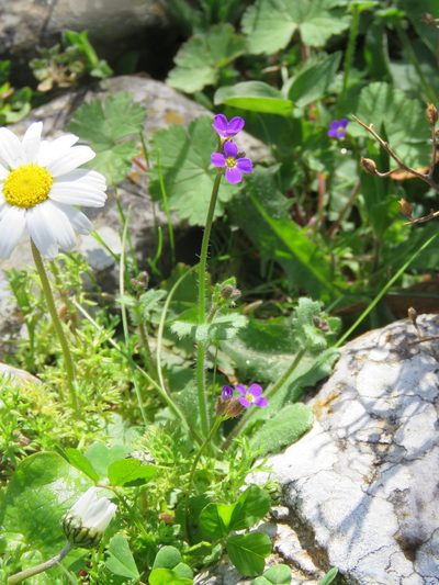 Aubrieta verna, photographed by Ronald Flipphi