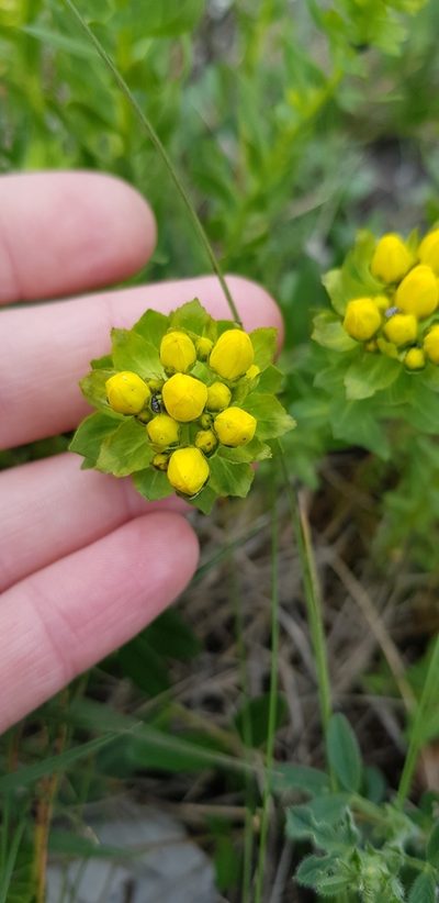 Haplophyllum thesioides, photographed by Татьяна Прозорова