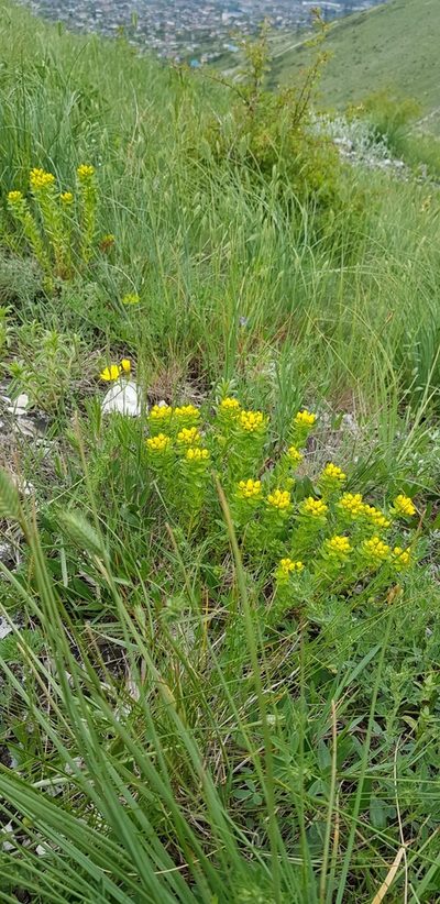 Haplophyllum thesioides, photographed by Татьяна Прозорова