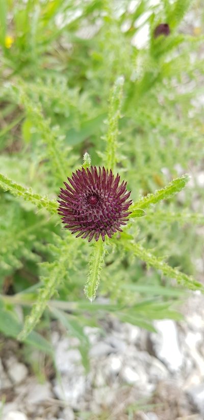 Carduus hamulosus, photographed by Татьяна Прозорова