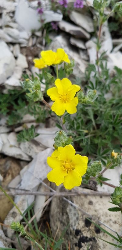 Potentilla taurica, photographed by Татьяна Прозорова