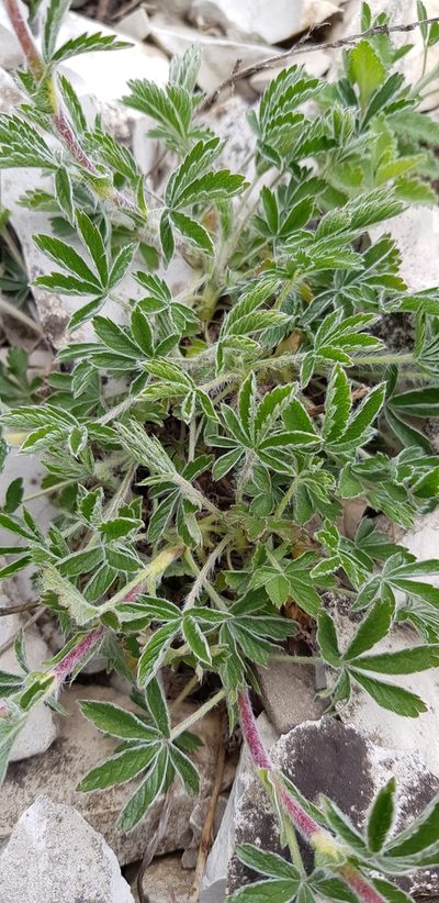 Potentilla taurica, photographed by Татьяна Прозорова