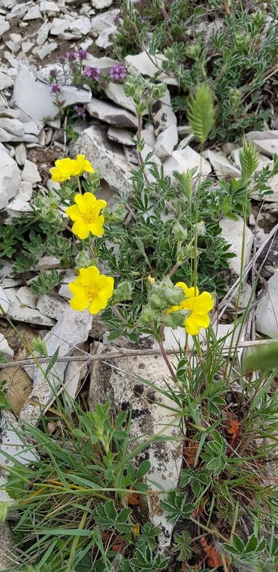 Potentilla taurica, photographed by Татьяна Прозорова