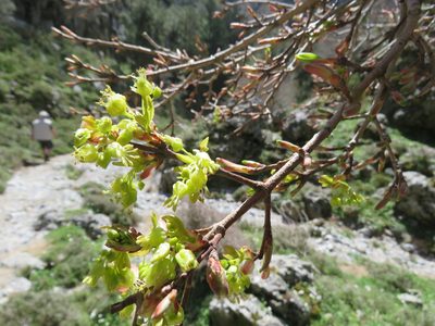 Acer sempervirens, photographed by Ronald Flipphi