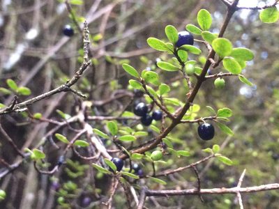 Coprosma pedicellata, photographed by Penelope Noel Gillette