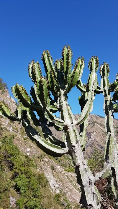 Euphorbia royleana, photographed by Neil Alderson