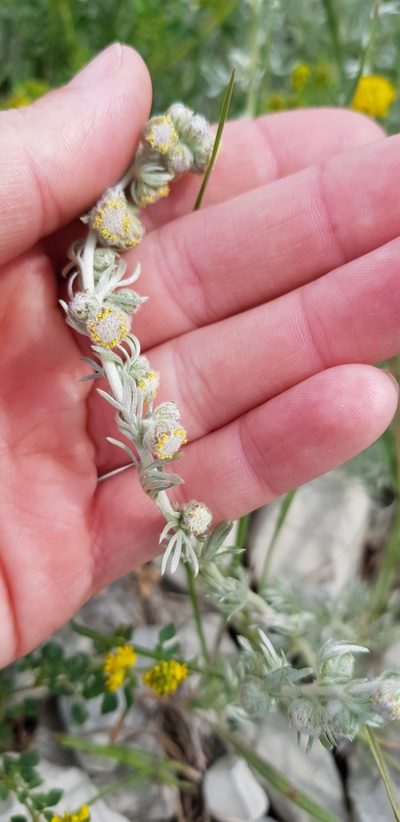 Artemisia alpina, photographed by Татьяна Прозорова