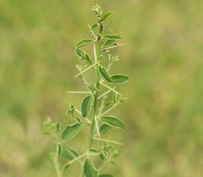 Alhagi pseudalhagi, photographed by Вячеслав Юсупов