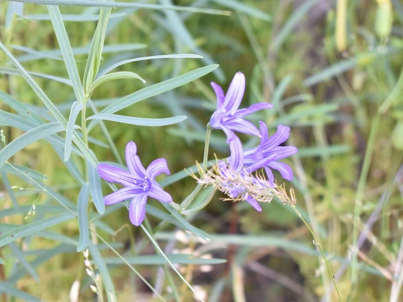 Ixiolirion tataricum, photographed by Kudaibergen Amirekul