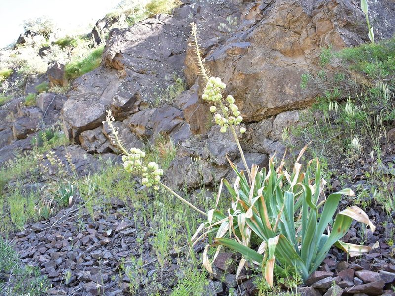 Eremurus lactiflorus, photographed by Kudaibergen Amirekul