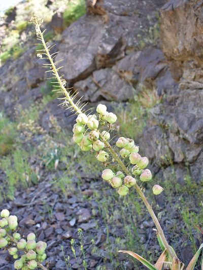 Eremurus lactiflorus, photographed by Kudaibergen Amirekul