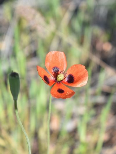 Papaver laevigatum, photographed by Kudaibergen Amirekul