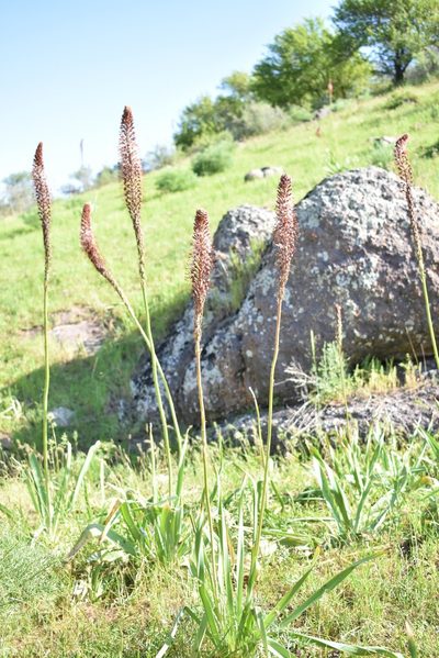 Eremurus regelii, photographed by Kudaibergen Amirekul