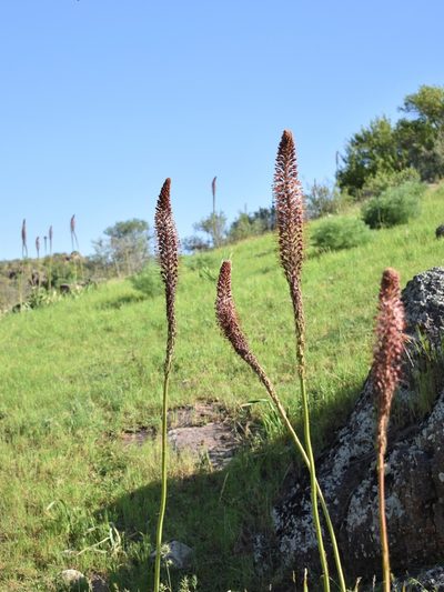 Eremurus regelii, photographed by Kudaibergen Amirekul