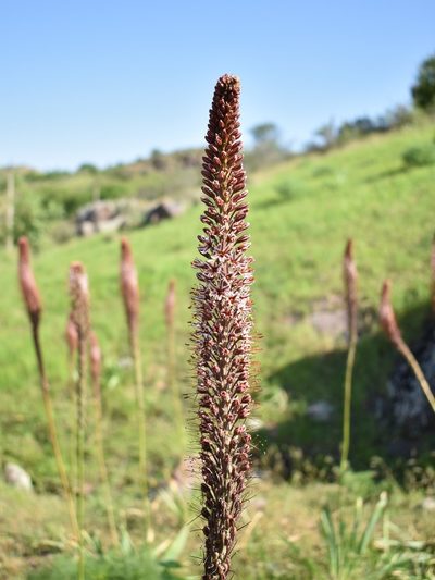 Eremurus regelii, photographed by Kudaibergen Amirekul
