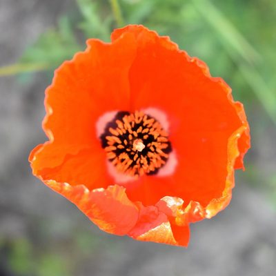 Roemeria refracta, photographed by Kudaibergen Amirekul