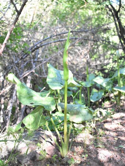 Arum korolkowii, photographed by Kudaibergen Amirekul