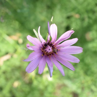 Tragopogon marginifolius, photographed by Kudaibergen Amirekul