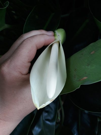 Philodendron renauxii, photographed by Edson Luis Fabro Gasperin
