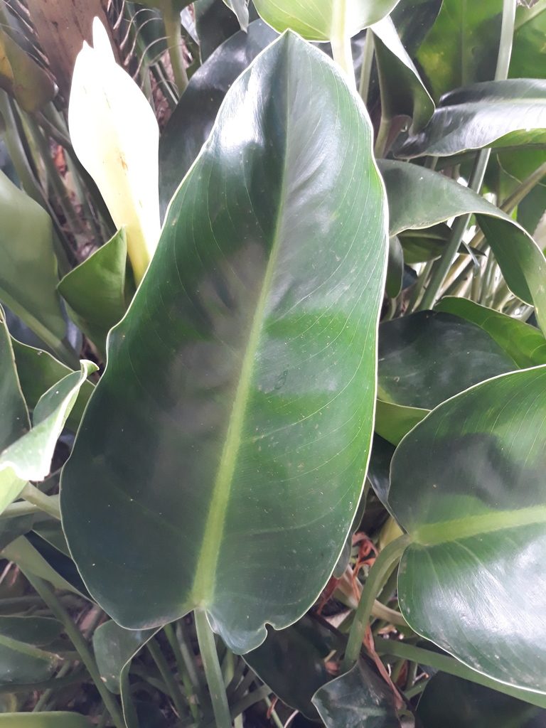 Philodendron renauxii, photographed by Edson Luis Fabro Gasperin