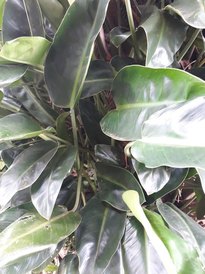 Philodendron renauxii, photographed by Edson Luis Fabro Gasperin