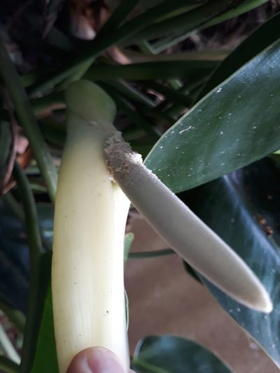 Philodendron renauxii, photographed by Edson Luis Fabro Gasperin