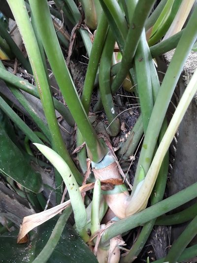 Philodendron renauxii, photographed by Edson Luis Fabro Gasperin