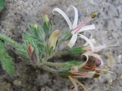 Symphytum creticum, photographed by Ronald Flipphi