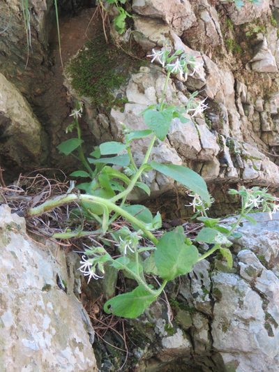 Symphytum creticum, photographed by Ronald Flipphi