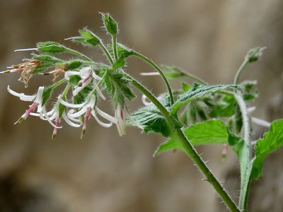 Symphytum creticum, photographed by Ronald Flipphi
