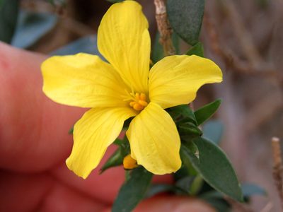 Linum arboreum, photographed by Ronald Flipphi
