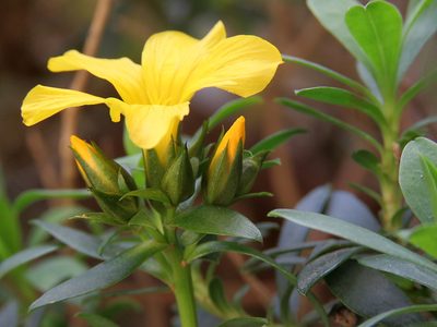 Linum arboreum, photographed by Ronald Flipphi