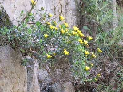 Linum arboreum, photographed by Ronald Flipphi