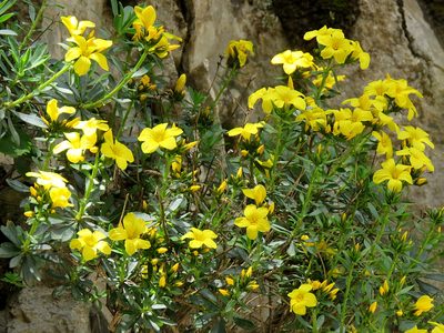 Linum arboreum, photographed by Ronald Flipphi